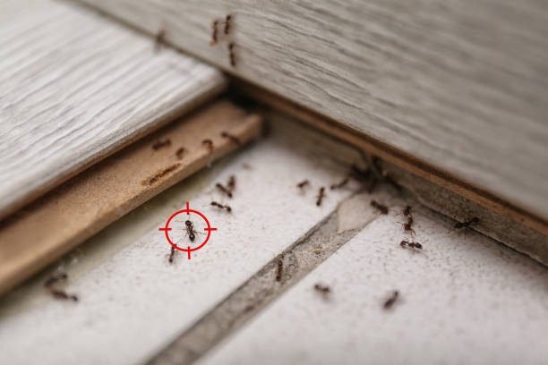 Best Insect Control  in Alpine, CA