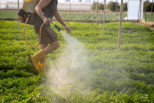 Best Affordable Pest Control Services  in Alpine, CA