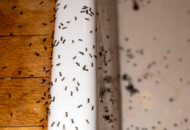 Pest Control for Restaurants in Alpine, CA